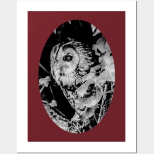 Peeping Tawny Owl Posters and Art